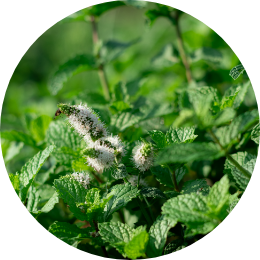 フレッシュハーブ